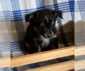 Miniature Australian Shepherd Puppy for sale in FORT MORGAN, CO, USA