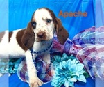 Puppy Apache Bloodhound