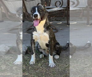 American Pit Bull Terrier Dogs for adoption in Great Bend, KS, USA