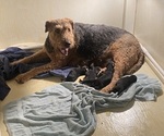 Litter of 5 - Male(s) and Female(s) Airedale TerrierLitter of Puppies for Sale - Photo #4