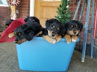 English Shepherd Puppy for sale in UPTON, KY, USA