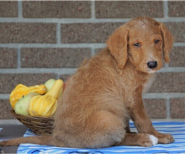 Medium Photo #3 Labradoodle Puppy For Sale in FREDERICKSBG, OH, USA