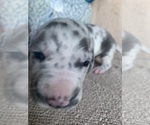 Small Photo #10 Great Dane Puppy For Sale in DIGHTON, MA, USA