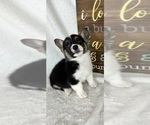 Small #3 Pembroke Welsh Corgi