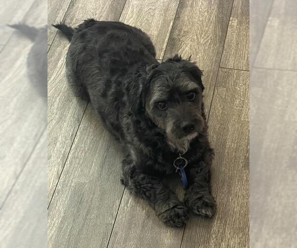 Medium Photo #2 Dachshund-Unknown Mix Puppy For Sale in Los Angeles, CA, USA