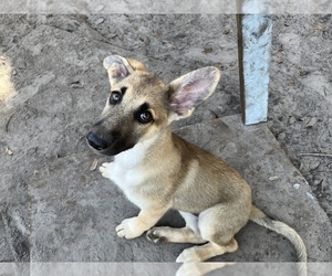 German Shepherd Dog Puppy for sale in PORT RICHEY, FL, USA