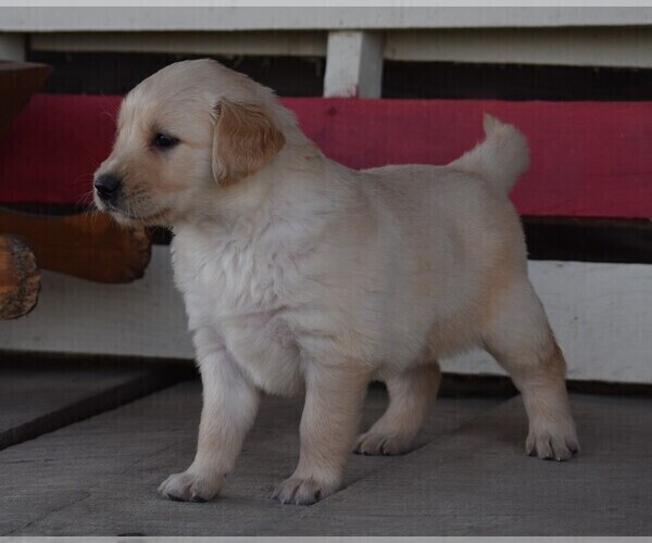 Medium Photo #3 Golden Retriever Puppy For Sale in SILEX, MO, USA