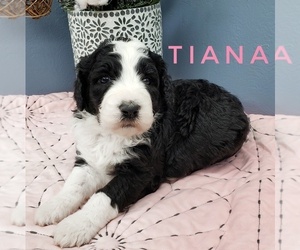 Sheepadoodle Puppy for sale in CEDAR GAP, MO, USA