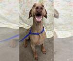 NIECY - Female Doberman Pinscher Dog for Adoption - Small photo