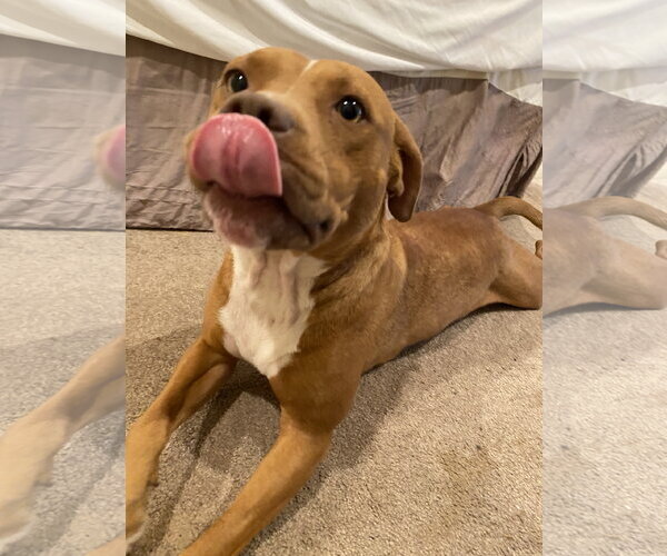 Medium Photo #3 Mutt Puppy For Sale in Holly Springs, NC, USA