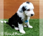 Small Photo #7 Sheepadoodle Puppy For Sale in OVERGAARD, AZ, USA