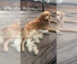 Image preview for Ad Listing. Nickname: Litter of 6