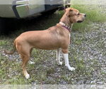 Small #2 Mutt