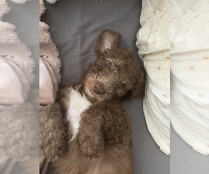 Saint Berdoodle Litter for sale in HOMOSASSA, FL, USA