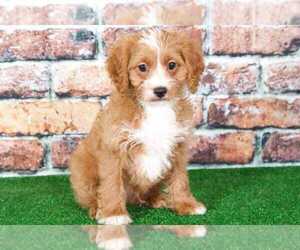 Cavapoo Puppy for sale in BEL AIR, MD, USA