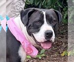 Small #1 Boxer-Pointer Mix