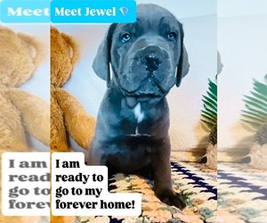 Cane Corso Dog for Adoption in WOODLAND HILLS, California USA