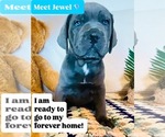 Small Cane Corso