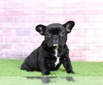 Small Photo #1 French Bulldog Puppy For Sale in BEL AIR, MD, USA