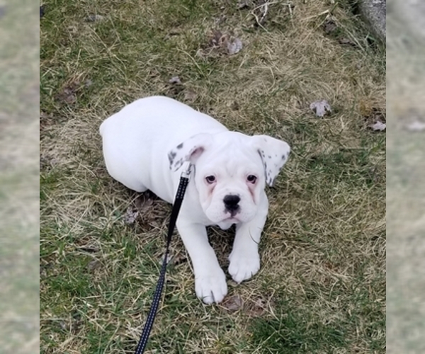 Medium Photo #7 Miniature Bulldog Puppy For Sale in CENTER VALLEY, PA, USA