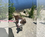 Small #2 Australian Shepherd