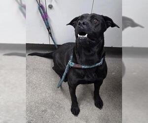 Mutt Dogs for adoption in HESPERIA, CA, USA