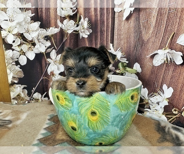 Medium Photo #2 Yorkshire Terrier Puppy For Sale in CASSVILLE, MO, USA