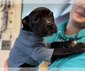 American Staffordshire Terrier-Unknown Mix Dogs for adoption in Raleigh, NC, USA