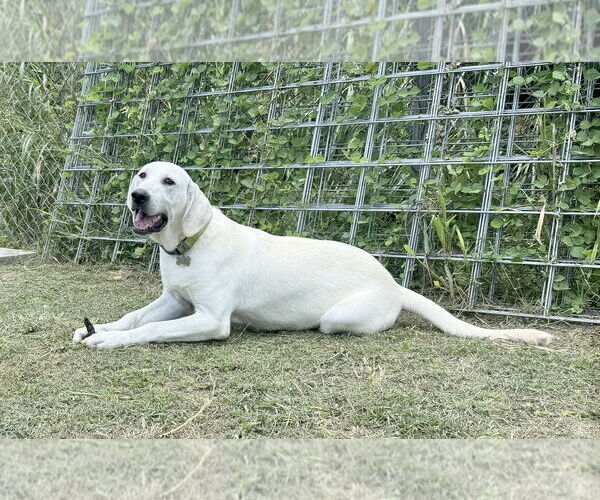 Medium Photo #21 Anatolian Shepherd-Labrador Retriever Mix Puppy For Sale in Higley, AZ, USA