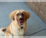 Small Australian Shepherd Mix