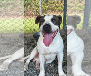 Barney - Male Mutt Dog for Adoption - Photo #3