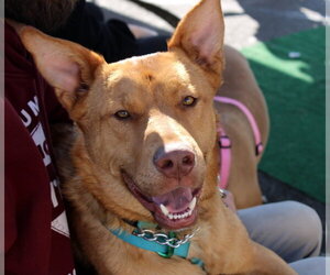 Levi - Male Mutt Dog for Adoption - Photo #3