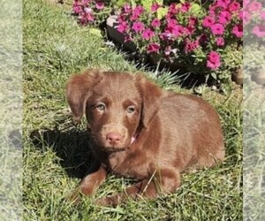 Labradoodle-Poodle (Miniature) Mix Puppy for sale in GRABILL, IN, USA