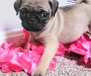 Pug Puppy for sale in CINCINNATI, OH, USA