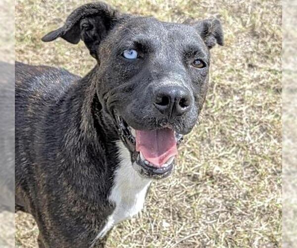 Medium Photo #3 American Pit Bull Terrier-Unknown Mix Puppy For Sale in Houston, TX, USA