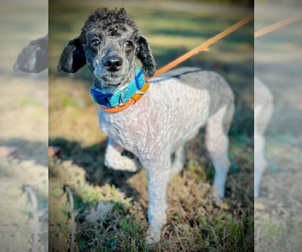 Medium Photo #2 Poodle (Miniature) Puppy For Sale in Pacolet, SC, USA