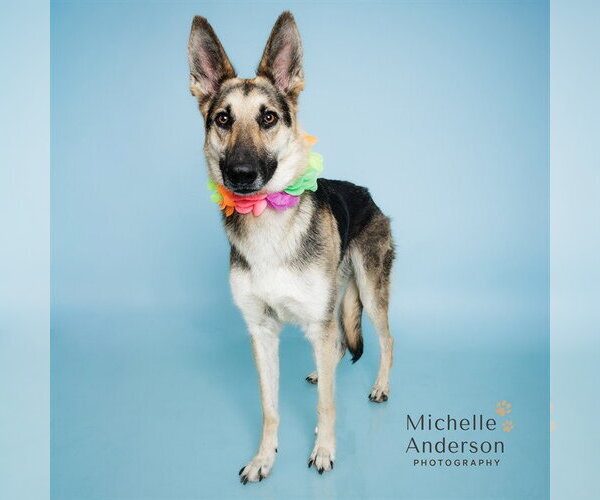 Medium Photo #2 German Shepherd Dog Puppy For Sale in Corona, CA, USA