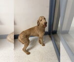 Small Goldendoodle