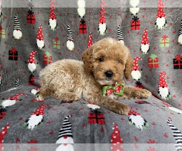 Medium Photo #4 Cock-A-Poo Puppy For Sale in LAKELAND, FL, USA