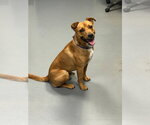 Small Labrador Retriever Mix
