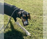Small #1 Coonhound