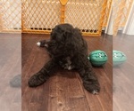 Small #4 Cockapoo