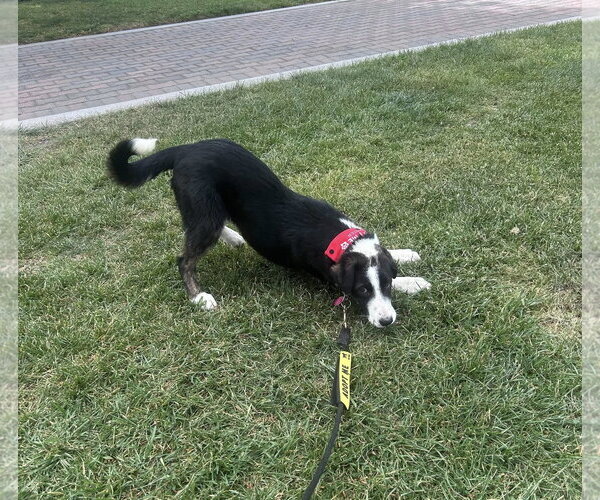 Medium Photo #6 Border Collie-Unknown Mix Puppy For Sale in Paso Robles, CA, USA