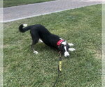 Small #5 Border Collie Mix