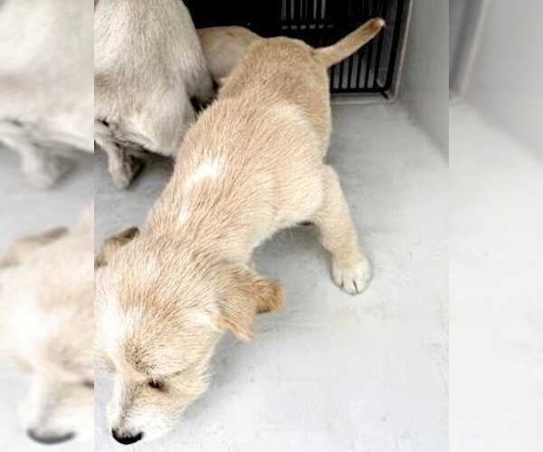 Medium Photo #1 Miniature Schnauzer-Unknown Mix Puppy For Sale in Houston, TX, USA