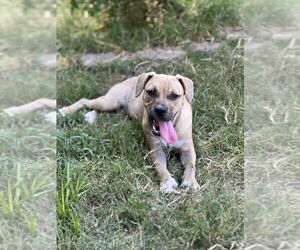 American Pit Bull Terrier-Unknown Mix Dogs for adoption in FRAMINGHAM, MA, USA