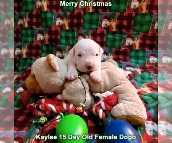 Medium Photo #25 Dogo Argentino Puppy For Sale in JANE, MO, USA