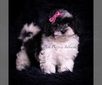 Puppy Lena F1 Maltipoo (Miniature)