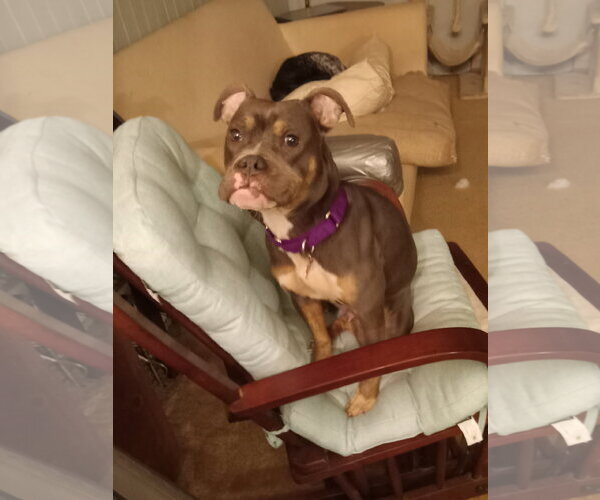 Medium Photo #3 Mutt Puppy For Sale in Rootstown, OH, USA