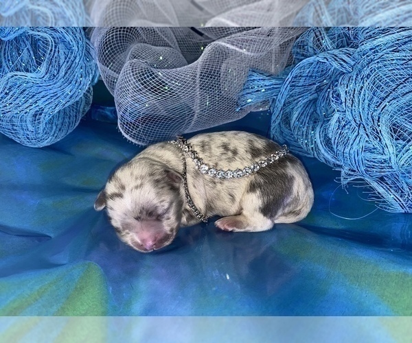 Medium Photo #8 Bullhuahua-Chihuahua Mix Puppy For Sale in RAWSONVILLE, MI, USA